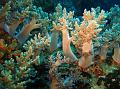 SIMILAN NOV 2008 .PHOTO LORAN (232)